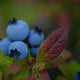 Shogun Blueberry nicotine pouches 2026 preview