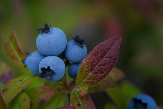 Shogun Blueberry nicotine pouches 2026 preview