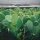 nicotine pouches environmental impact sustainability 2026