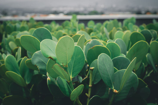 nicotine pouches environmental impact sustainability 2026