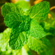 Shogun Mint nicotine pouch — clean taste review