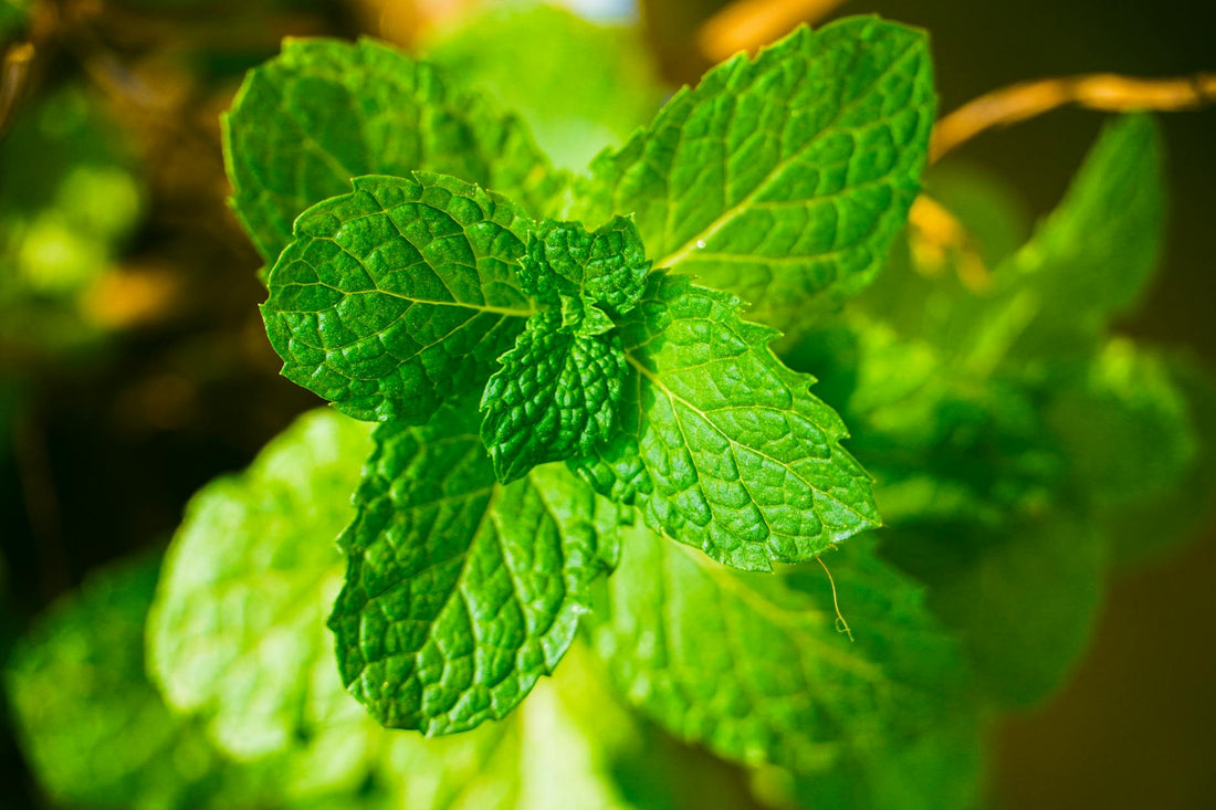 Shogun Mint nicotine pouch — clean taste review